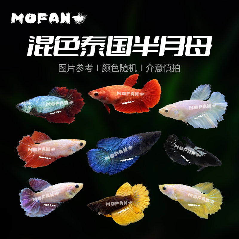 【包活】泰国小型热带观赏半月斗鱼母淡水好养耐活体混养婚纱母鱼