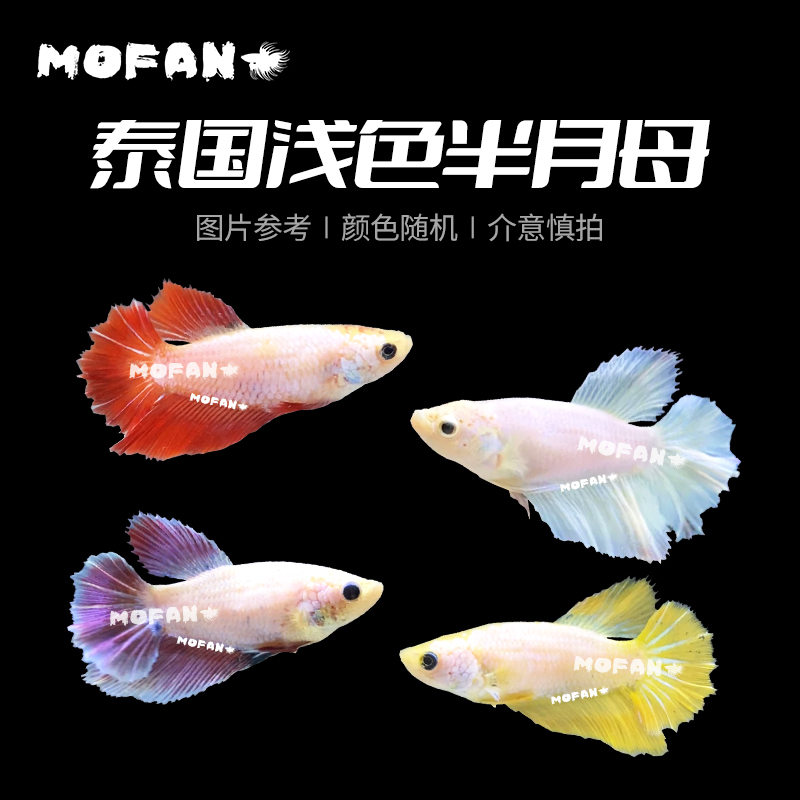 泰国斗鱼浅色半月母鱼可混养淡水活体抱卵联系可爱小型热带母斗鱼