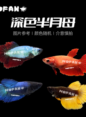 【包活】深色半月母鱼泰国斗鱼红黑蓝色抱卵小型活体热带观赏斗鱼