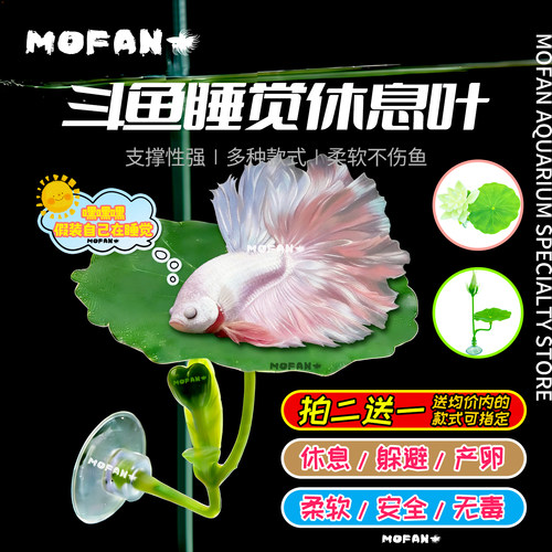 斗鱼休息睡觉叶产卵躲避栖息床