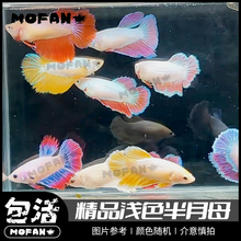 【包活】精品浅色半月母混养小型热带观赏抱卵泰国斗鱼免打氧过滤