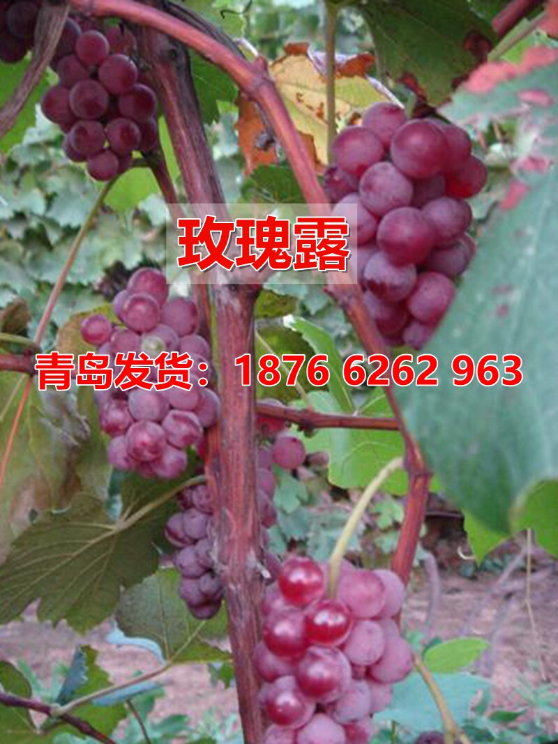 优质无核玫瑰露葡萄苗南北方种植葡萄苗新品种盆栽地栽果树苗玛斯