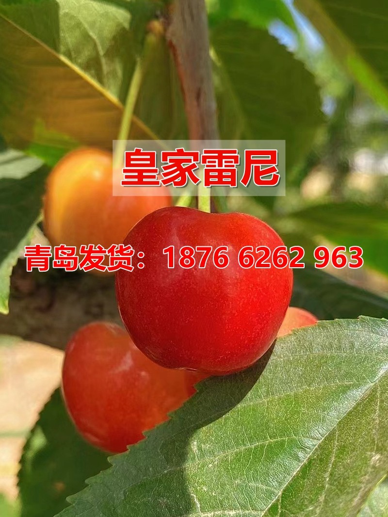 嫁接雷尼尔黄金车厘子树苖皇家雷尼大樱桃苗蕾妮樱桃树南北方种植