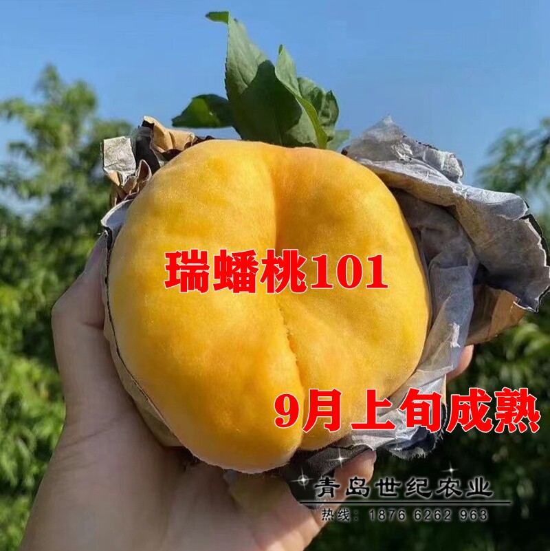 新品种嫁接瑞蟠101号桃树苗9月初成熟晚熟蟠桃苗庭院种植当年结果