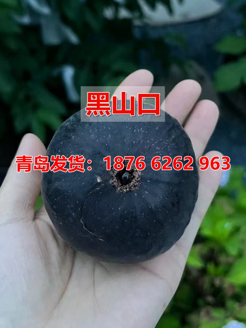 盆栽无花果树苗四季种植庭院盆栽