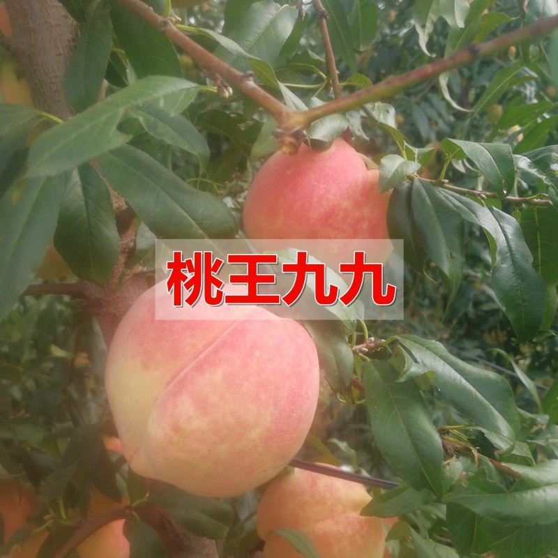 嫁接桃树苗晚熟特大桃树苗桃王九九桃苗特大桃王99桃树苗十月成熟,鲜花速递/花卉仿真/绿植园艺,果树,淘宝优惠券,粉丝福利购,淘宝优惠卷