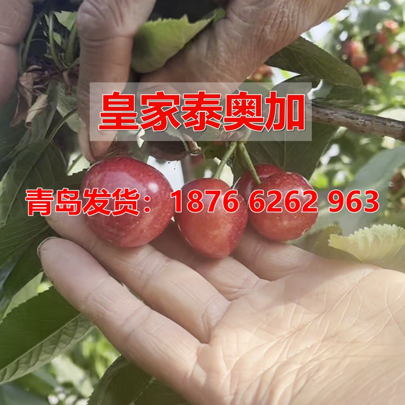 四季种植当年结果早熟大樱桃树苗