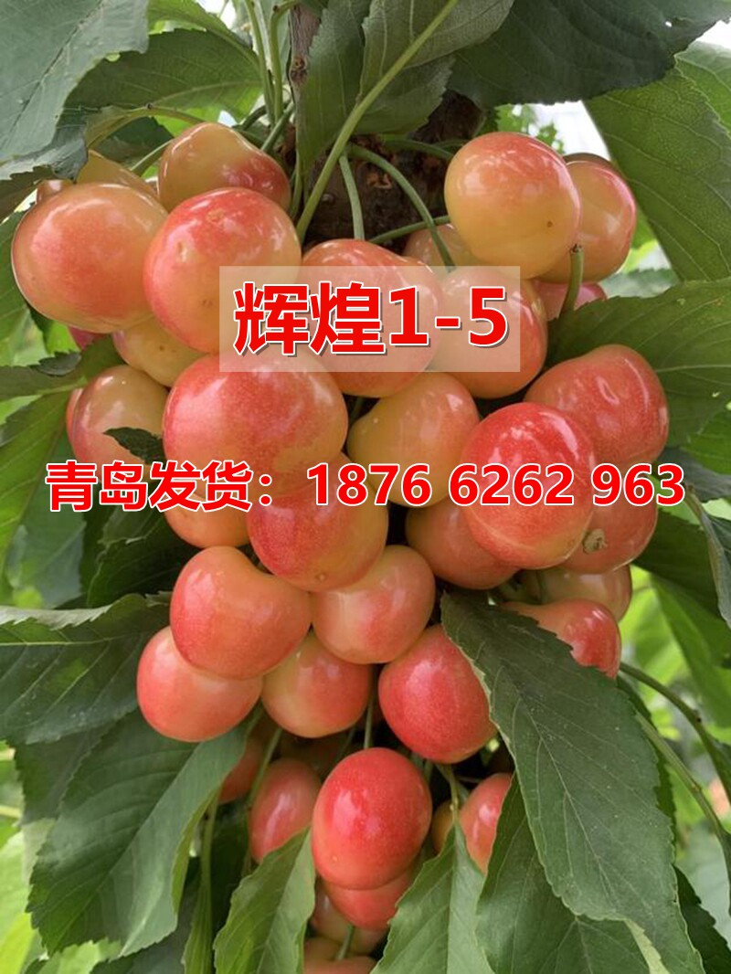 新品种嫁接辉煌1-5樱桃树苖特大黄色蜜甜鲁樱5号当年结果果树果苗
