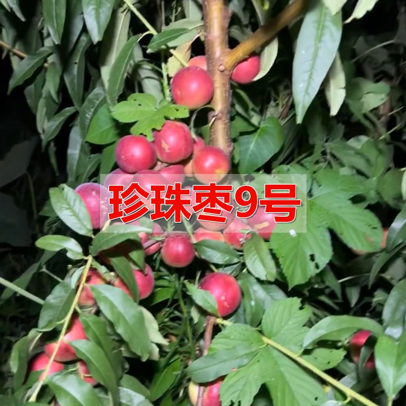 嫁接苗油桃树苗当年结果桃树盆栽