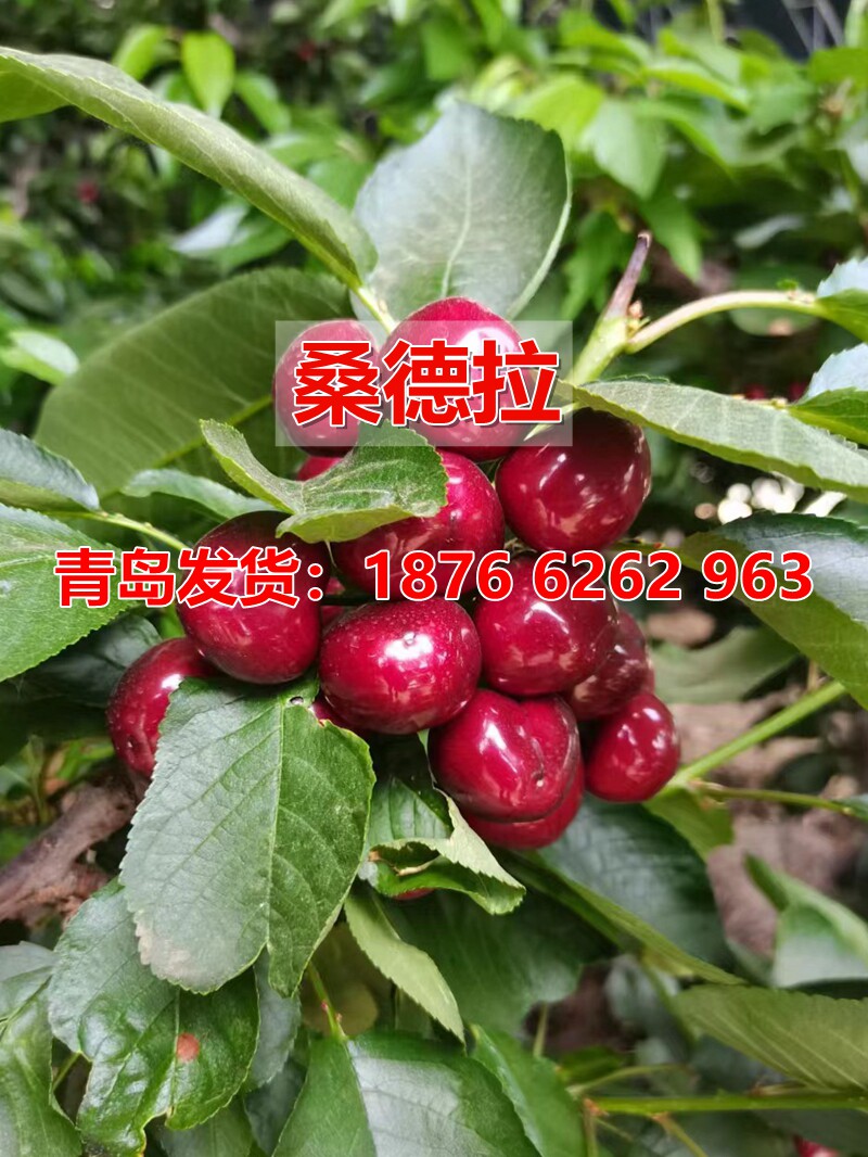 嫁接桑德拉玫瑰车厘子树苗大甜樱桃树苖云南贵州四川种植当年结果