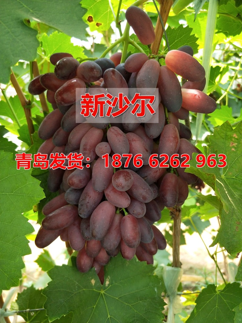 葡萄树苗新沙尔葡萄树苗嫁接葡萄树苗南方北方种植当年结果树果苗