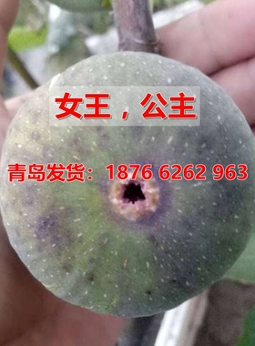 女王无花果树苗Princesa无花果苗盆栽地栽南方北方种植当年结果苗