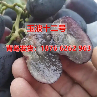 特大粒无核葡萄玉波十二号嫁接葡萄苗当年结果南北方种植盆栽地载
