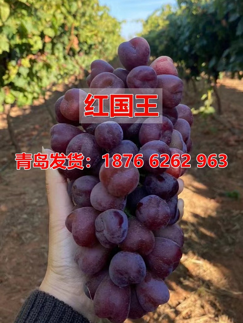 新品种红国王葡萄苗地载盆栽心愿葡萄树南方北方种植露天果树苗
