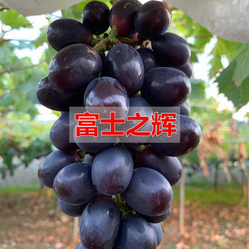 新品种富士之辉葡萄苗嫁接果树苗