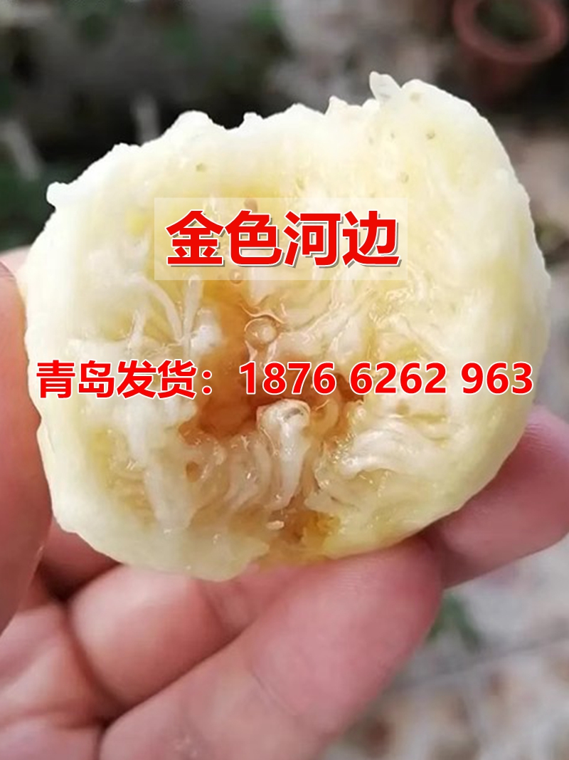 盆栽果树苗无花果苗四季种植庭院