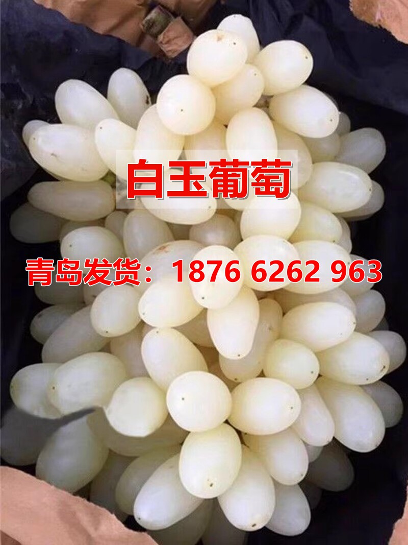 新品种白玉葡萄树苗提子无核白葡萄苗南方北方种植葡萄苗当年结果