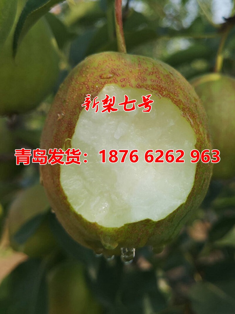嫁接新梨七号梨树苗新品种早熟7号梨苗北南方种植当年结果果树苗