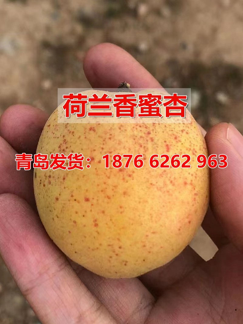荷兰香蜜杏树苗新品种杏树何兰香杏苗新疆吊干杏南方北方种植果苗