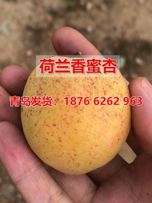 四季种植当年结果盆栽地址杏树苗