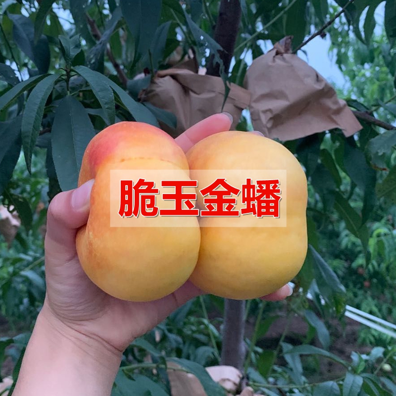 新品种油蟠桃树苗脆玉金蟠当年结