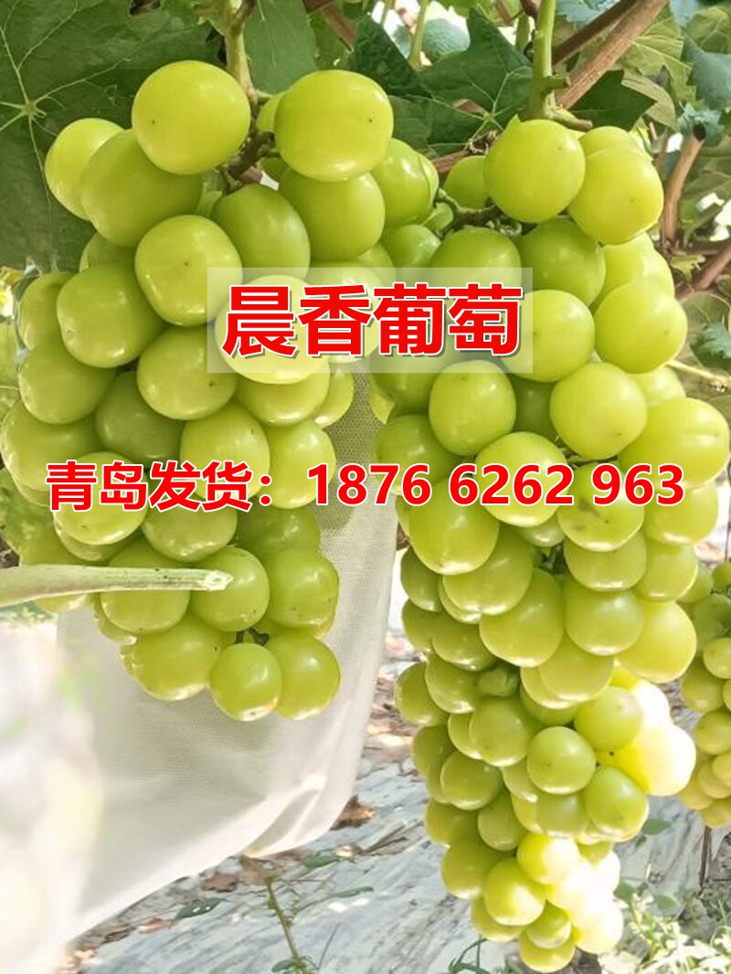 早熟晨香葡萄树苗阳光玫瑰嫁接葡萄苗阳台盆栽庭院地栽当年结果树