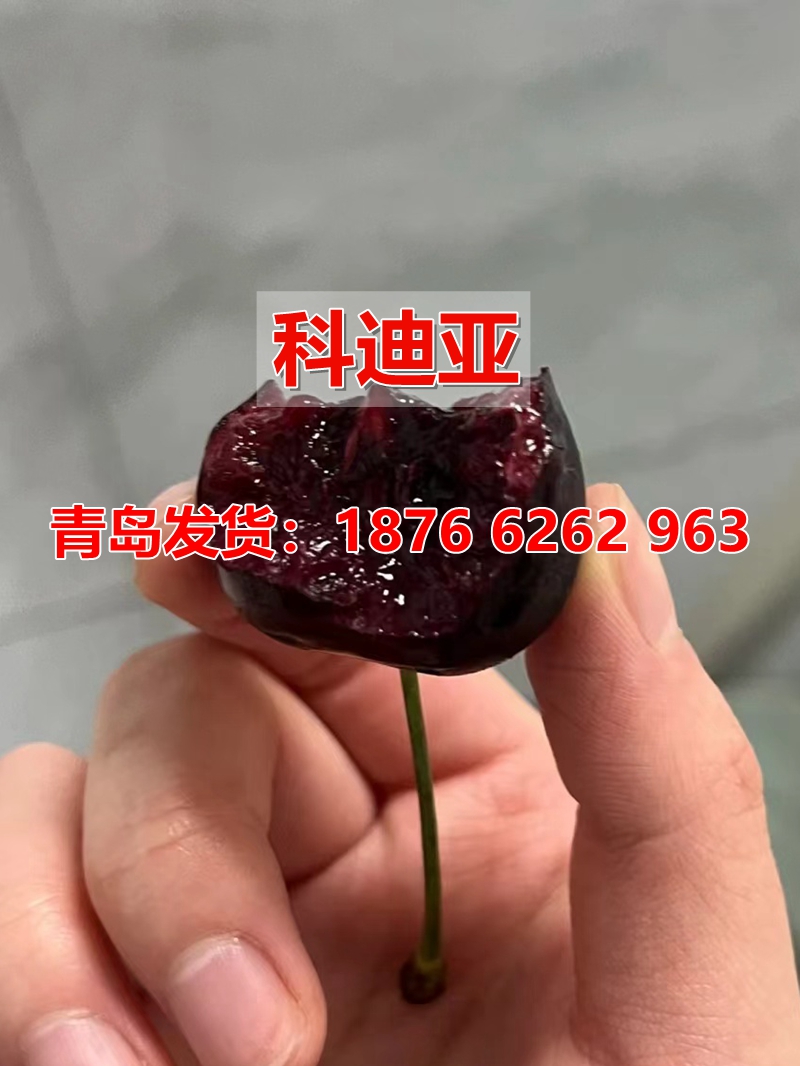 四季种植正宗烟台嫁接大樱桃树苗