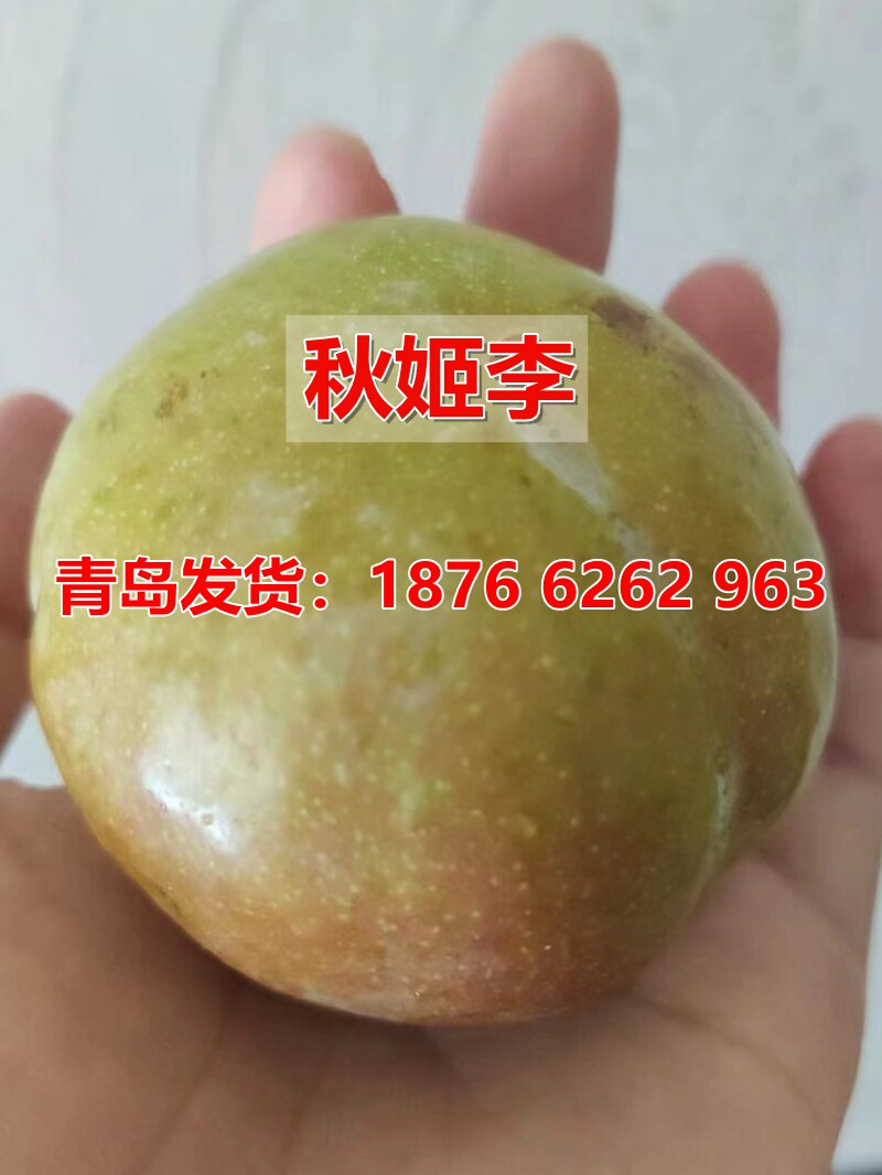 李子树苗嫁接日本秋姬李子苗李树果苗南北方种植地栽盆栽当年结果