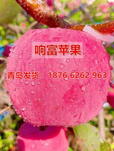 种响富乔化苹果树苗早熟晚熟脆甜地栽 全红富士矮化苹果苗嫁接新品