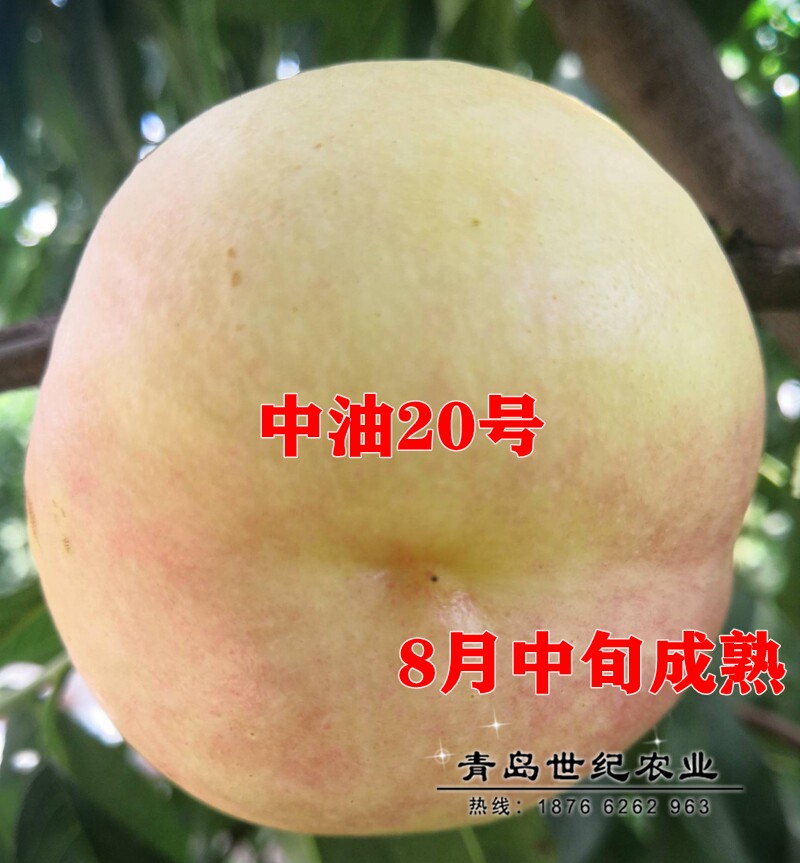 中油20号桃树苗嫁接中晚熟红不软白肉油桃苗脆甜南方北方地栽盆栽