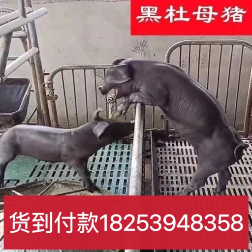 美系纯种黑杜种公猪黑杜种母猪原种国寿黑猪黑杜洛克种公养殖资料