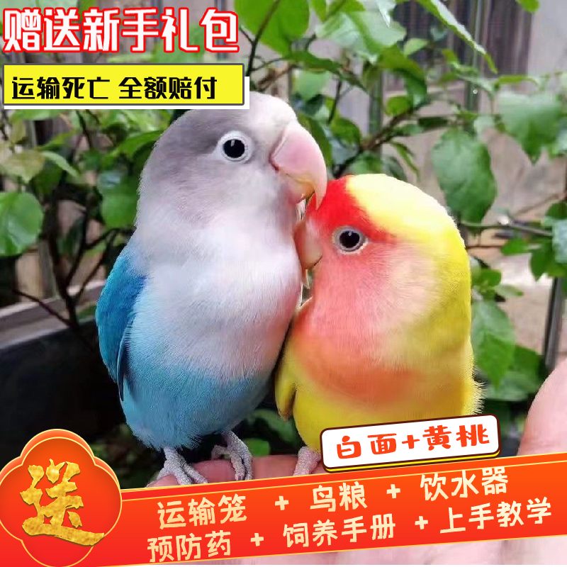 送粮鹦鹉活鸟黄桃绿桃虎皮会学说话小鸟类动物活体宠物爱情鸟活物在类目 宠物/宠物食品及用品, 鸟类及用品, 鸟中 - 来自Buy2taobao.com提供专业的淘宝代购服务