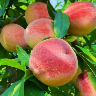 正宗桃树果苗冬桃油桃水蜜桃树苗南北方盆栽地栽庭院四季种植大树