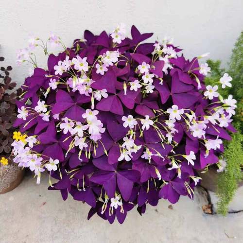 紫叶酢浆草种球多年生三叶幸运草炸酱草盆栽阳台花园紫色植物种子