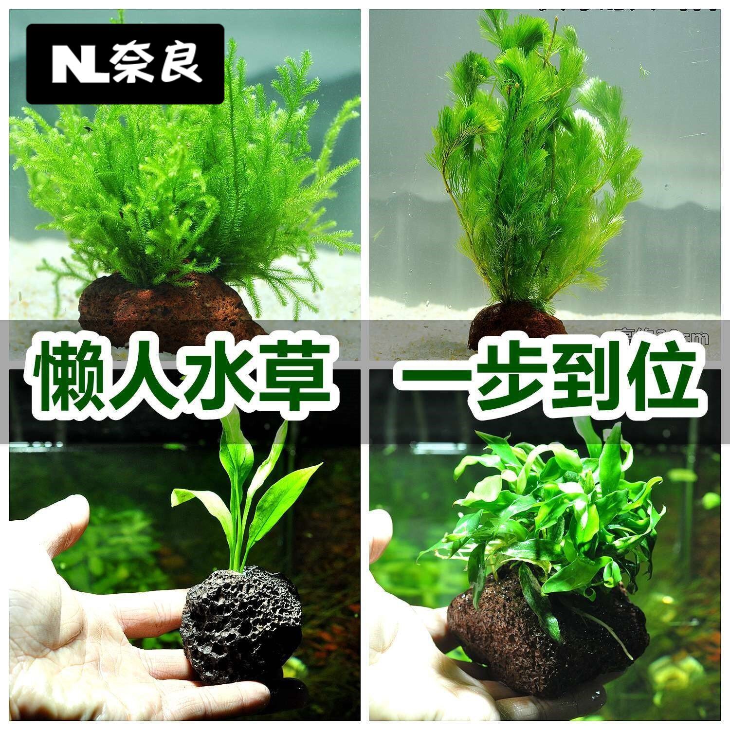 养鱼水草造景多少钱 养鱼水草造景优惠券免费领取 有条鱼