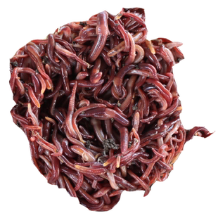 蚯蚓活饵活体鲜活钓鱼鱼饵红蚯蚓散装盒装黄鳝饵料黑蚯蚓红虫王军