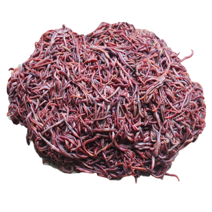 散装 鱼饵 蚯蚓 活体红蚯蚓 5斤 放生 王军鱼饵 江浙沪皖包邮