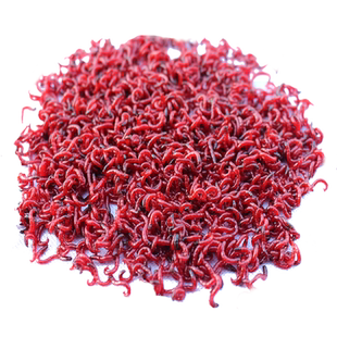 包邮鲜活红虫活饵黑头公虫钓鱼蚯蚓特大号拉饵血虫王军鱼饵