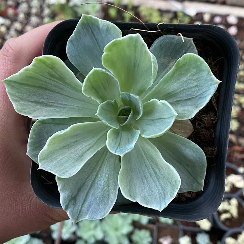 银后锦稀有多肉植物贵货促销新品好养活办公室阳台桌面小盆栽花卉