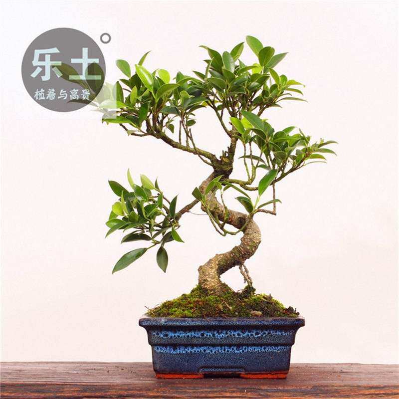 台湾虎皮气根榕树大型盆景树桩老桩造型斑点室内水陆造景苍古树头|ruв категории доставка цветов/цветок моделирования/растения садоводства, цветок/растения в горшках (новый), растения - от Buy2taobao.com для оказания профессиональной услуги покупки агента Taobao