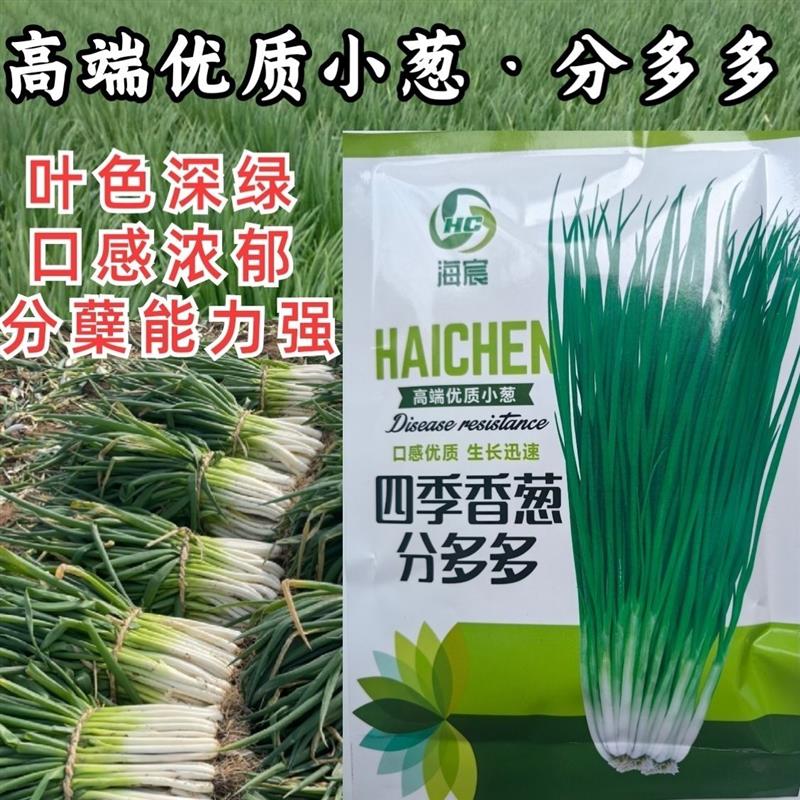分多多香葱种子小葱种子黑叶分葱分蘖小香葱四季大田蔬菜种子籽孑