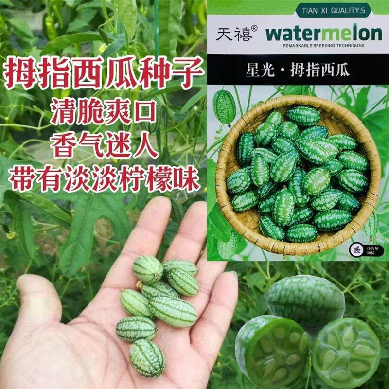拇指西瓜种子籽迷你蔬菜小西瓜籽姆手指母子西瓜子种阳台盆栽瓜果