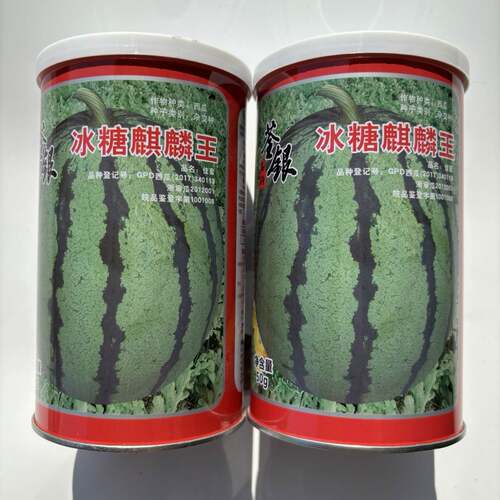 荃银冰糖麒麟王西瓜种子早熟超甜口感好易坐果膨果快高产抗病春播
