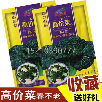 泡春不老高耐价菜种子泡菜仙姑黄心乌菜籽EIY黑油菜耐种寒抽苔蔬