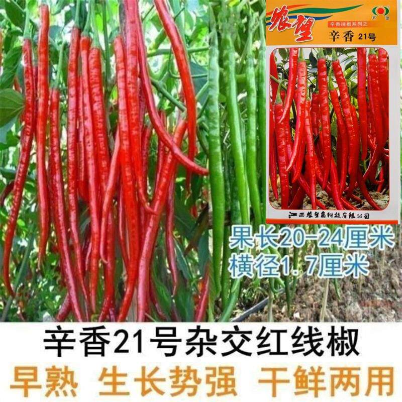 辛香21号线椒种子青红两用杂交一代辣椒种籽味辣皮薄香辣条椒种子