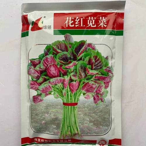 绿领花红苋菜种子中熟高产耐热叶柄青绿叶片红绿红苋菜春夏秋种植