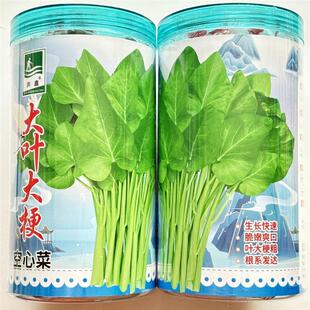 四季大叶空心菜种子叶色绿梗粗耐热产量高春夏秋可播基地用蔬菜种