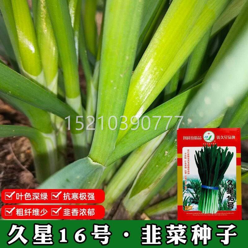 韭菜种子久1星6抗韭菜种号子抗寒抗病倒伏产量高不易FDF干尖韭菜