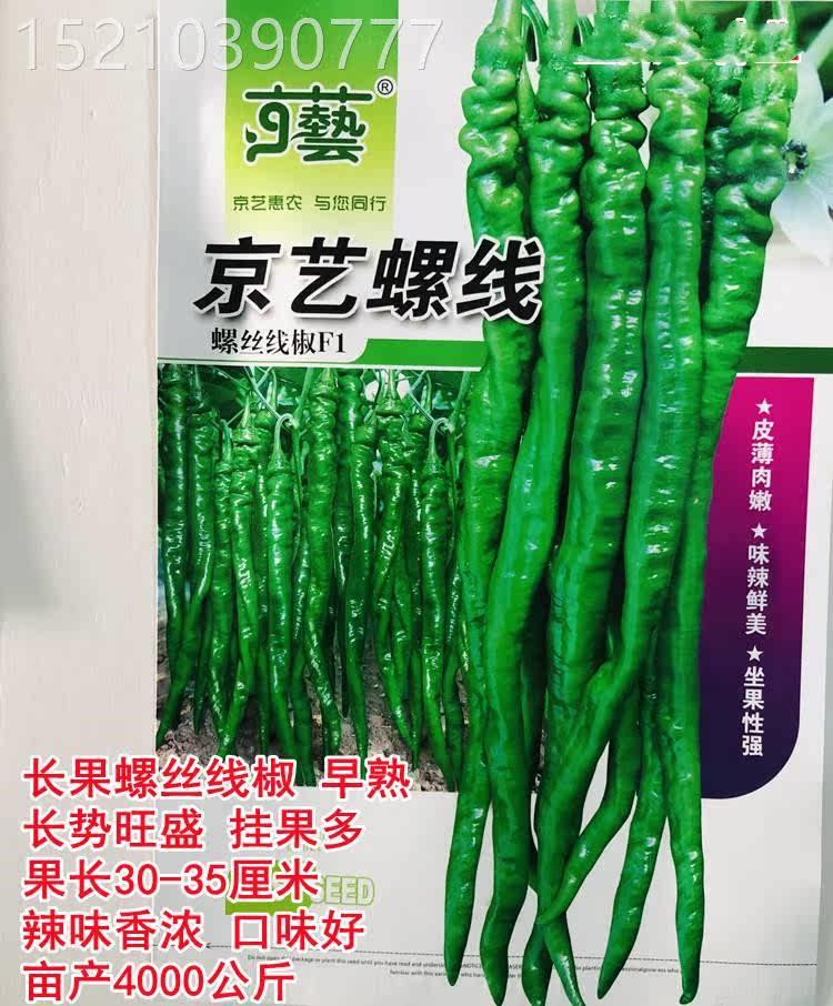 京艺螺线辣椒种子超辣长果螺丝线椒种籽京艺1号线椒南方四季早熟