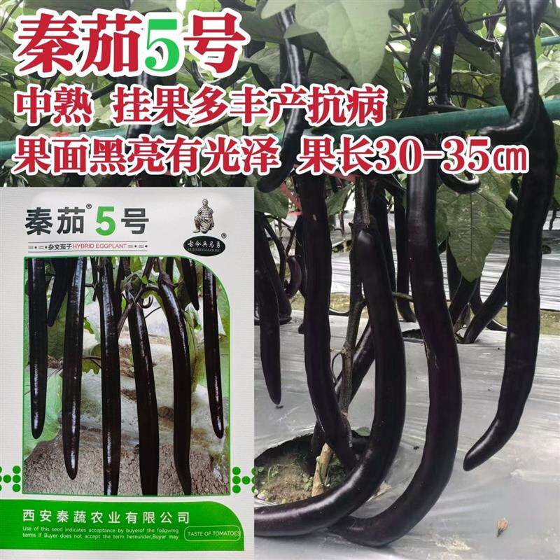 秦蔬长线茄种子秦蔬5号茄子种子油黑亮丽长条形茄子种籽果肉白色